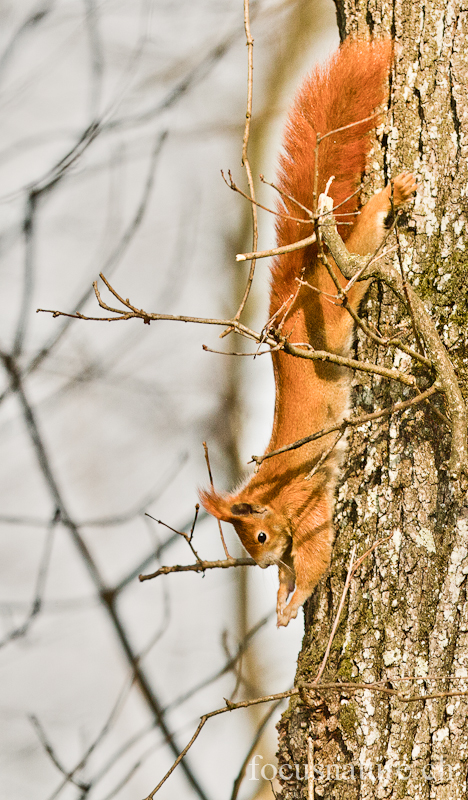 Ecureuil 9384.jpg - Ecureuil roux Sciurus vulgaris (Genève, Suisse, mars 2012)